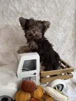 Hazel, a female Yorkshire Terrier for sale in Scranton, SC – 1 of 7