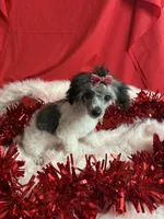 Hannah, a female Poodle - Toy  for sale in Scranton, SC – Photo 2 of 3