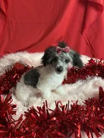 Hannah, a female Poodle - Toy  for sale in Scranton, SC – Photo 1 of 3