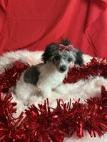 Hannah, a female Poodle - Toy  for sale in Scranton, SC – Photo 3 of 3