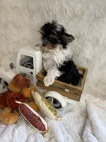 Alana, a female Yorkshire Terrier and Biewer for sale in Scranton, SC – 3 of 7