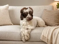 Luna, a female Poodle - Standard  for sale in Scranton, SC – 1 of 1