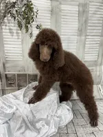 Brown male CKC , a male Poodle - Standard  for sale in Scranton, SC – 5 of 6