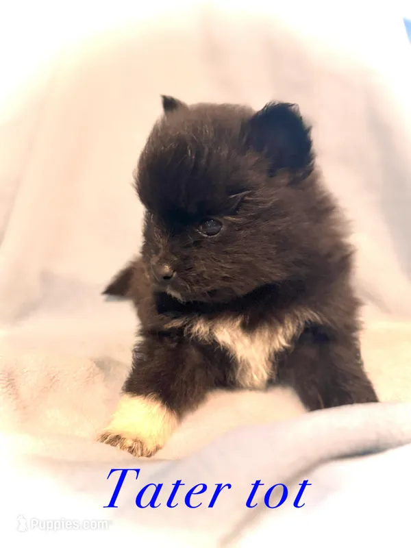 Tater tot  – Pomeranian puppy for sale in Pittsburgh, PA