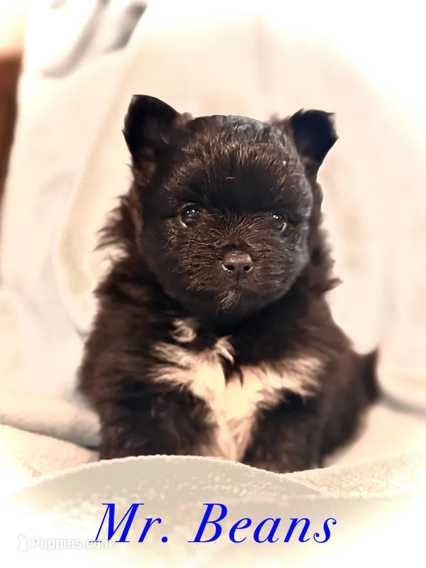 Mr. Beans  – Pomeranian puppy for sale in Pittsburgh, PA