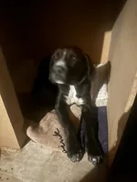Oreo, a male Cane Corso for sale in Pacoima, CA – 3 of 4