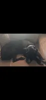 Oreo, a male Cane Corso for sale in Pacoima, CA – 4 of 4