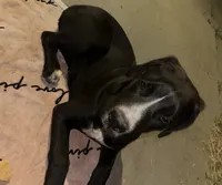 Oreo, a male Cane Corso for sale in Pacoima, CA – 2 of 4