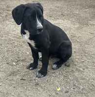 Oreo, a male Cane Corso for sale in Pacoima, CA – 1 of 4