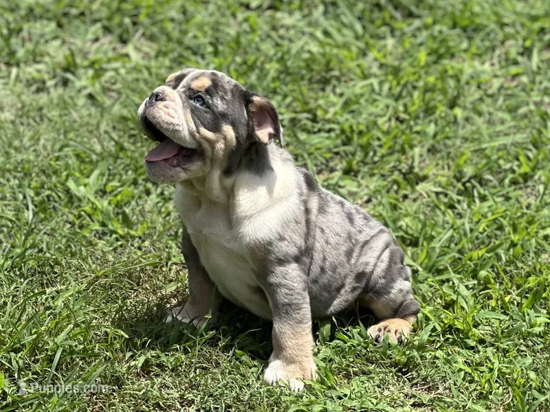 Bam Bam – English Bulldog puppy for sale in Cleveland, TN