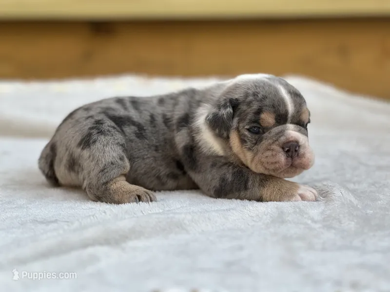 Bam Bam – English Bulldog puppy for sale in Cleveland, TN