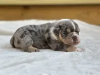 Bam Bam, a male English Bulldog for sale in Cleveland, TN – 1 of 4