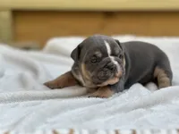 Layla, a female English Bulldog for sale in Cleveland, TN – 3 of 4