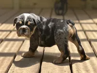 AKC Pebbles , a female English Bulldog for sale in Cleveland, TN – 8 of 10