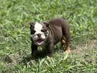 Maple , a female English Bulldog for sale in Cleveland, TN – 3 of 9