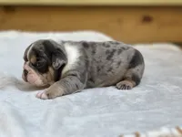 Bam Bam, a male English Bulldog for sale in Cleveland, TN – 4 of 4