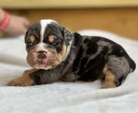 Pebbles , a female English Bulldog for sale in Cleveland, TN – 1 of 3