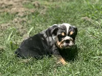 AKC Pebbles , a female English Bulldog for sale in Cleveland, TN – 7 of 10