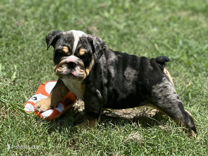 Pebbles  – English Bulldog puppy for sale in Cleveland, TN