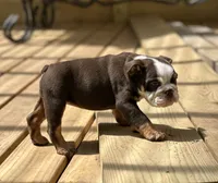 Maple , a female English Bulldog for sale in Cleveland, TN – 2 of 9