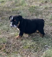 Moose, a male English Bulldog for sale in Cleveland, TN – Photo 2 of 3