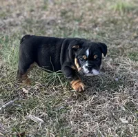 Moose, a male English Bulldog for sale in Cleveland, TN – Photo 3 of 3