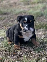 Moose, a male English Bulldog for sale in Cleveland, TN – Photo 1 of 3