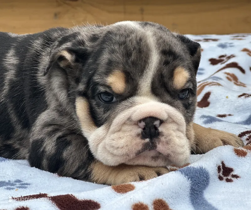 Shiloh  – English Bulldog puppy for sale in Cleveland, TN