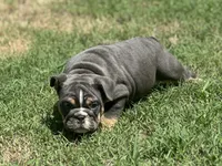 AKC Layla, a female English Bulldog for sale in Cleveland, TN – 10 of 10