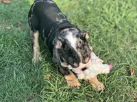 AKC Shiloh , a female English Bulldog for sale in Cleveland, TN – 6 of 10