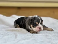 Shiloh , a female English Bulldog for sale in Cleveland, TN – 3 of 4