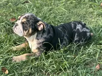 AKC Shiloh , a female English Bulldog for sale in Cleveland, TN – 8 of 10