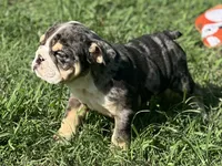 Shiloh , a female English Bulldog for sale in Cleveland, TN – 1 of 6
