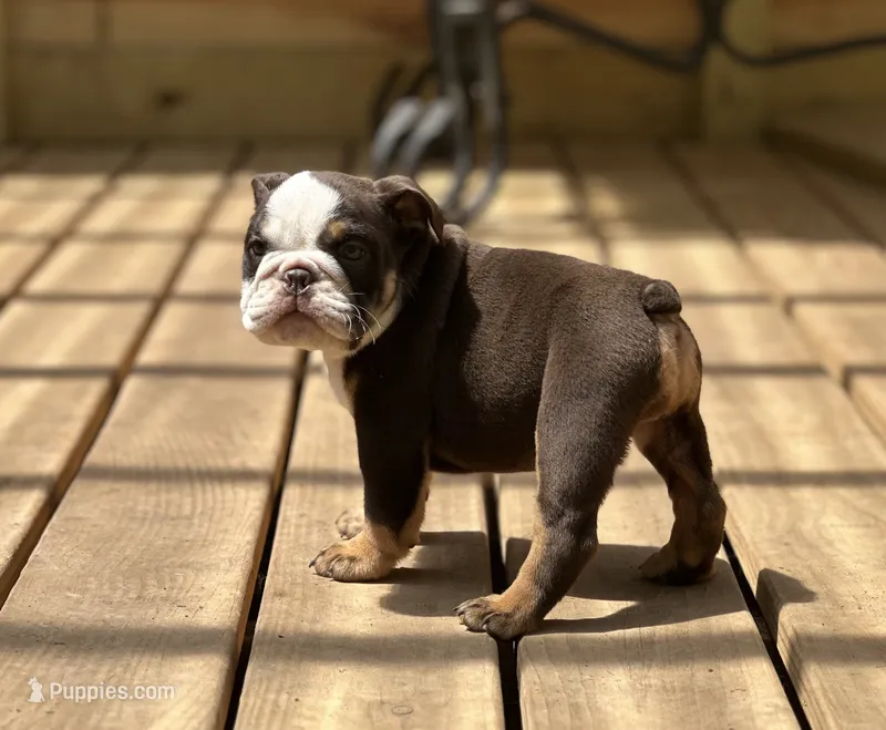 Maple  – English Bulldog puppy for sale in Cleveland, TN