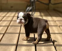 Maple , a female English Bulldog for sale in Cleveland, TN – 1 of 9