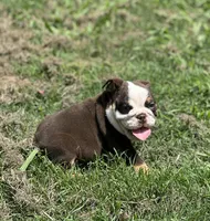 Maple , a female English Bulldog for sale in Cleveland, TN – 6 of 9