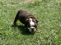 Maple , a female English Bulldog for sale in Cleveland, TN – 5 of 9