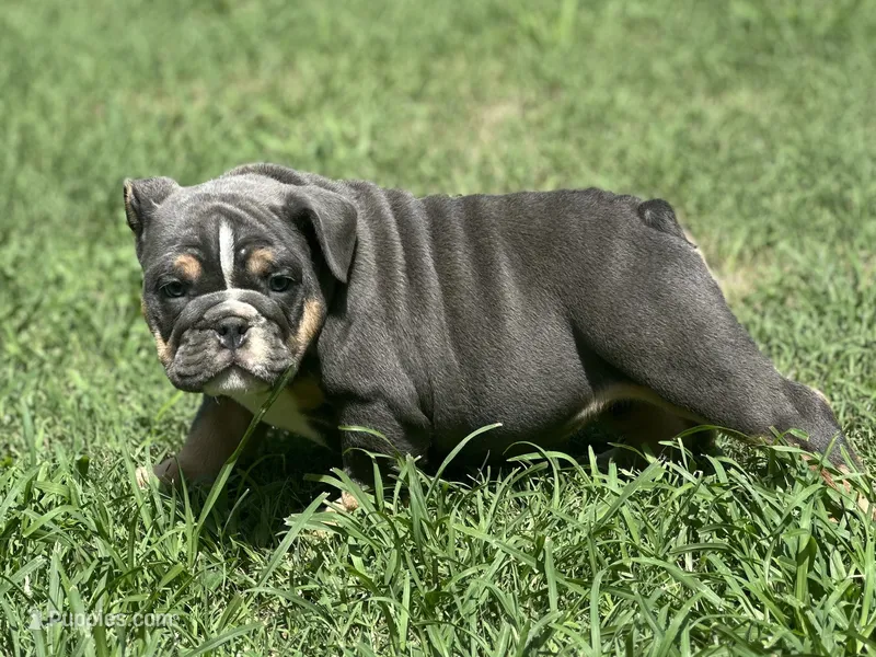 Layla – English Bulldog puppy for sale in Cleveland, TN