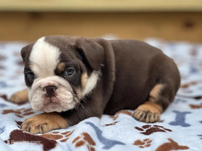 Maple  – English Bulldog puppy for sale in Cleveland, TN