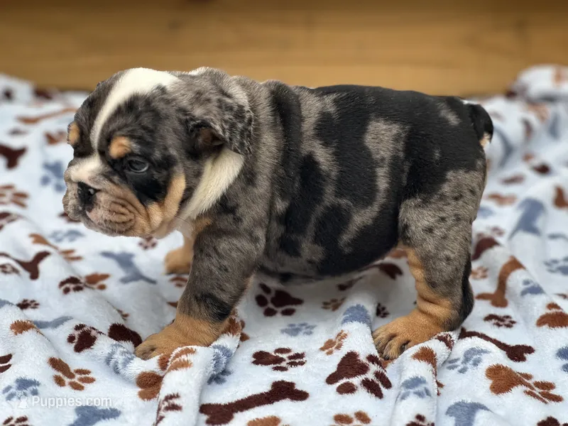Pebbles  – English Bulldog puppy for sale in Cleveland, TN