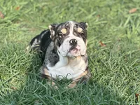 AKC Shiloh , a female English Bulldog for sale in Cleveland, TN – 10 of 10