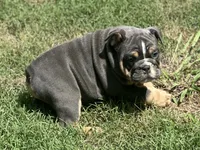 AKC Layla, a female English Bulldog for sale in Cleveland, TN – 3 of 10