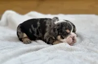 Shiloh , a female English Bulldog for sale in Cleveland, TN – 4 of 4
