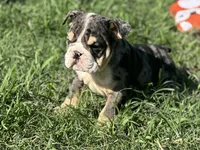 Shiloh , a female English Bulldog for sale in Cleveland, TN – 4 of 6