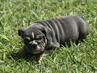 AKC Layla, a female English Bulldog for sale in Cleveland, TN – 9 of 10
