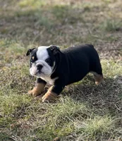 Dolly, a female English Bulldog for sale in Cleveland, TN – Photo 2 of 4