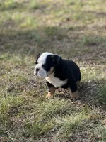 Dolly, a female English Bulldog for sale in Cleveland, TN – Photo 4 of 4