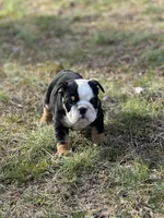 Dolly, a female English Bulldog for sale in Cleveland, TN – Photo 3 of 4