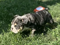 Shiloh , a female English Bulldog for sale in Cleveland, TN – 2 of 6