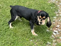 Whiskey , a male Cocker Spaniel for sale in Cleveland, TN – 6 of 6